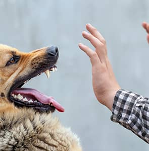 nashville dog bite lawyer